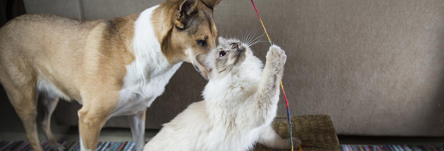 New Albany veterinarians